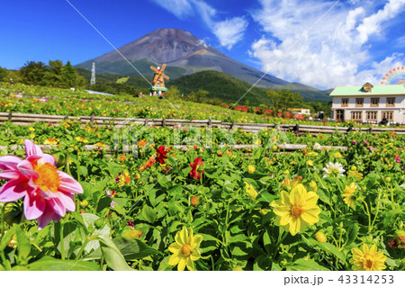 ぐりんぱ 天空のダリア祭りの写真素材