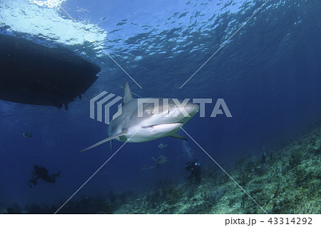 バハマにて泳ぐサメ バハマにて泳ぐサメ 43314292