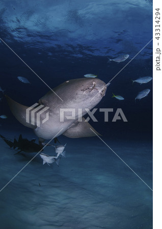バハマにて泳ぐサメ バハマにて泳ぐサメ 43314294