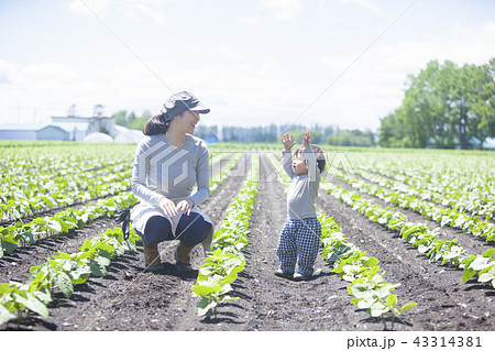 親子で家庭菜園 43314381