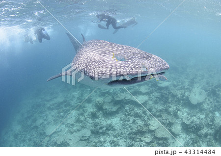 モルディブにてジンベイザメの写真素材 [43314484] - PIXTA