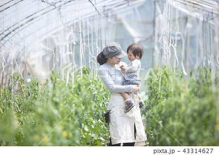 親子で家庭菜園 親子で家庭菜園 43314627