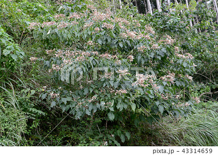クサギの花 クサギの花 43314659