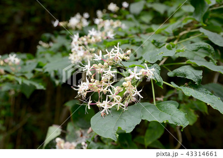 クサギの花 クサギの花 43314661