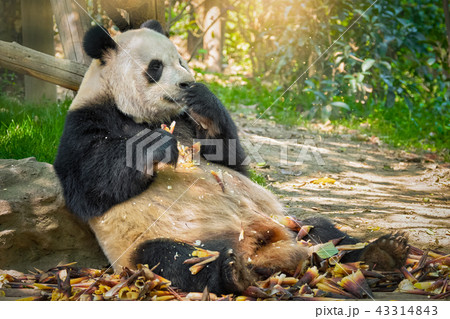 Giant panda bear in China 43314843