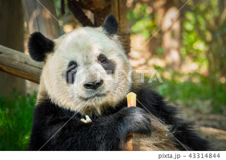 Giant panda bear in China 43314844
