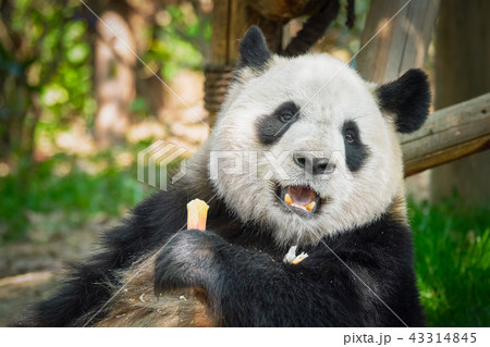 Giant panda bear in China 43314845