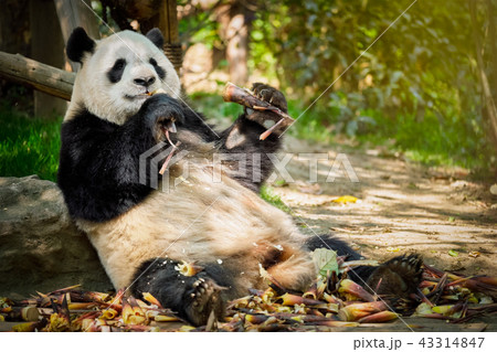Giant panda bear in China 43314847