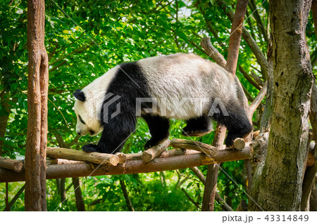 Giant panda bear in China 43314849
