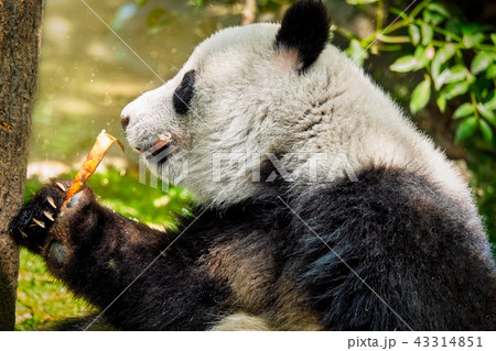 Giant panda bear in China 43314851