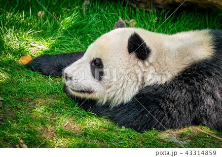 Giant panda bear in China 43314859