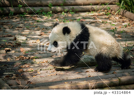 Giant panda bear in China 43314864