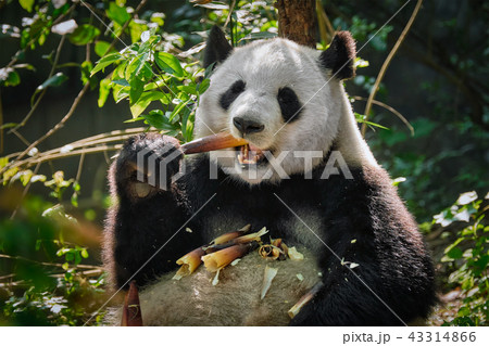 Giant panda bear in China 43314866