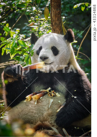 Giant panda bear in China 43314868