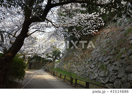 明石城 本丸虎口と桜 明石城 本丸虎口と桜 43314886