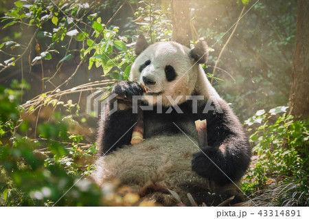 Giant panda bear in China 43314891