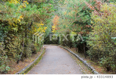 Walking path in the park Walking path in the park 43314893