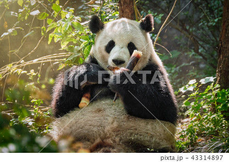 Giant panda bear in China 43314897