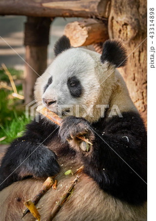 Giant panda bear in China 43314898