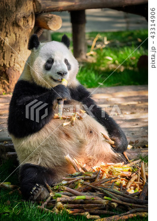 Giant panda bear in China 43314906