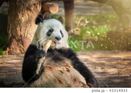 Giant panda bear in China 43314935