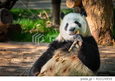 Giant panda bear in China 43314950