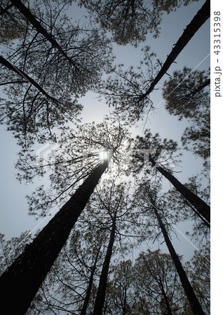Deodar Tree. Cedrus deodara, deodar cedar  43315398