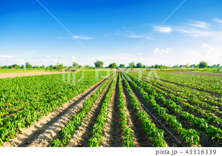 plantations of pepper grow in the field. 43316339
