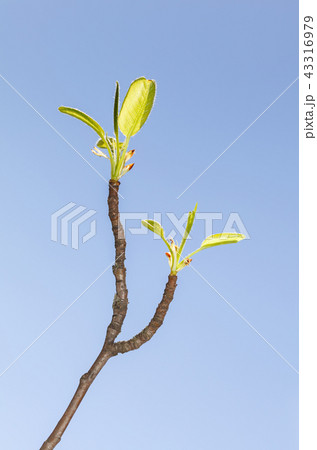 New leaves on fruit tree forked twig New leaves on fruit tree forked twig 43316979