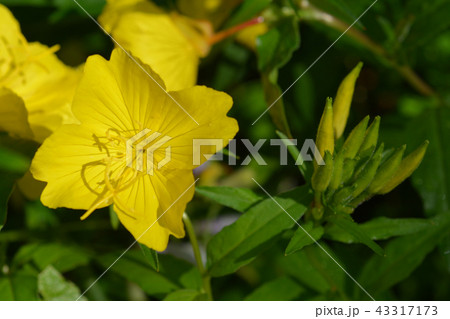 Common sundrops Common sundrops 43317173
