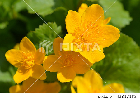 Marsh marigold Marsh marigold 43317185
