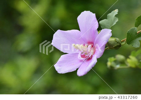 木槿の花 43317260