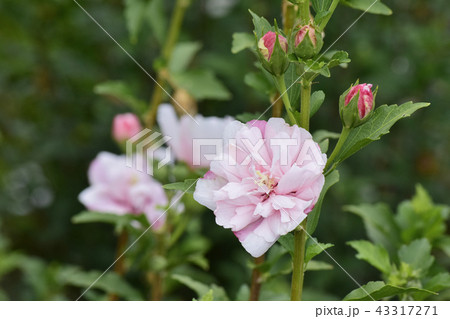 木槿の花 43317271