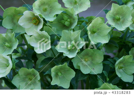 ヘレボルス　花言葉は「慰め」 43318283