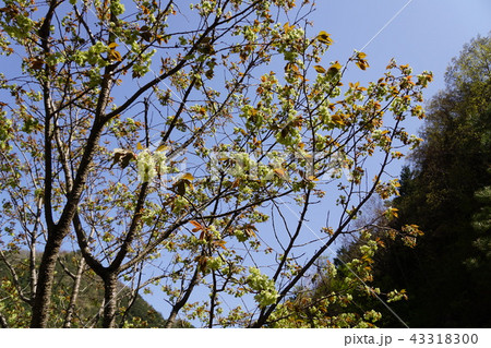 御衣黄　ギョイコウ　花言葉は「永遠の愛」 43318300