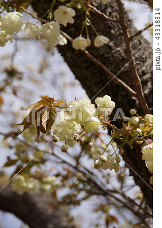 鬱金桜 ウコンザクラ 花言葉は 心の平安 の写真素材