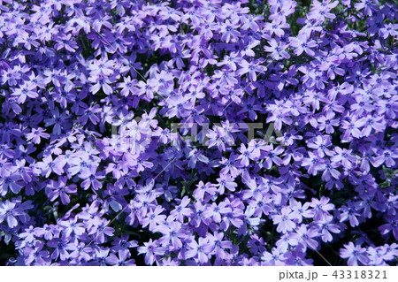 芝桜　オーキントンブルーアイ 43318321