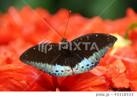 マレーシアの蝶 43318333