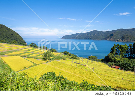 田烏の棚田 田烏の棚田 43318543