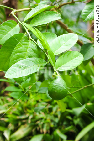 実 緑 植物 43319096