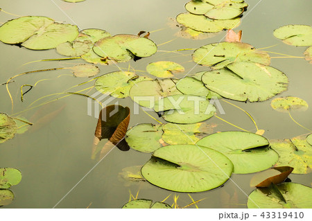 蓮 池 自然 43319410