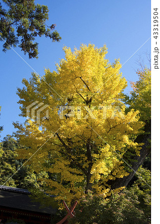 嵯峨野 竹林の道 竹林の小径 43319504
