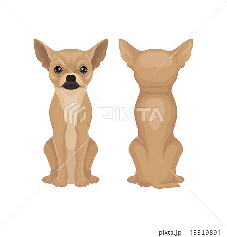 Flat Vector Design Of Sitting Chihuahua Puppy Stock Illustration