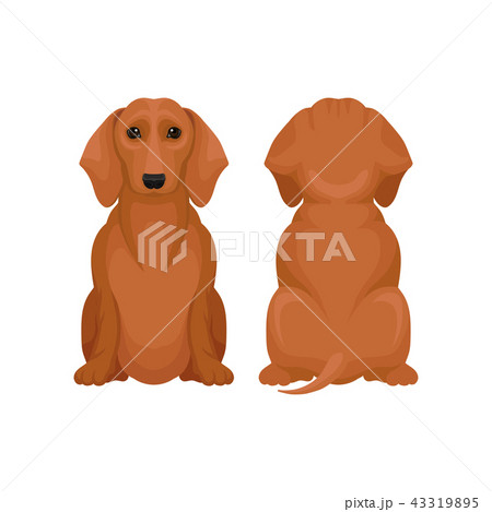 Front and back view of sitting dachshund dog. Small puppy with brown coat and shiny eyes. Flat 43319895