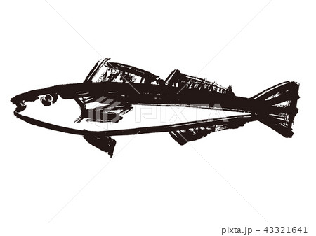 きす 鱚　水彩画 43321641