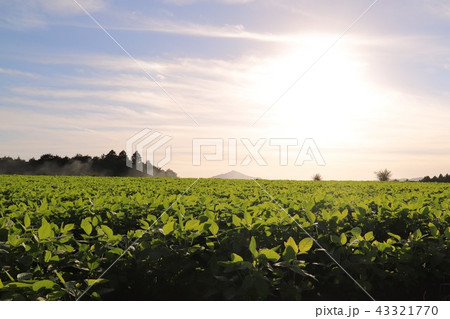 真夏のジャガイモ畑 43321770