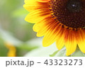 ひまわり（アップ) 43323273