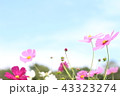コスモス 43323274