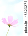 コスモス（一輪） 43323275