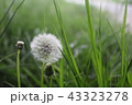 綿毛 43323278